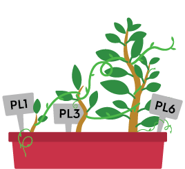 a pot with three plants of increasing size labelled PL1 PL3 PL6 and tendrils connecting each plant