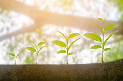 three green plants growing from tree branch