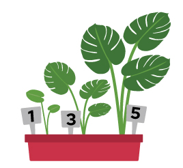 Illustration of a plant pot with three monstera plants of increasing size labelled 1 3 5